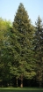 rośliny ogrodowe - Daglezja zielona Pseudotsuga menziesi C5/60cm *4K