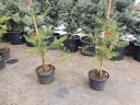 rośliny ogrodowe - Daglezja zielona Pseudotsuga menziesi C5/60cm *4K