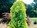 rośliny ogrodowe -  Judaszowiec płaczący GOLDEN FALLS® Cercis canadensis C15/1,5-2m *K6