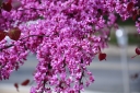 rośliny ogrodowe - Judaszowiec płaczący GOLDEN FALLS® Cercis canadensis C15/1,5-2m *K6