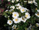 sklep ogrodniczy - Czystek purpurowy ALAN FRADD Cistus purpureus C2/30cm
