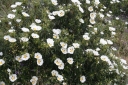sadzonki - Czystek purpurowy ALAN FRADD Cistus purpureus C2/30cm