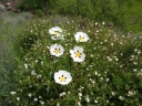 sadzonki - Czystek purpurowy ALAN FRADD Cistus purpureus C2/30cm
