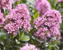 rośliny ogrodowe -  Escallonia PINK ELLE Eskalonia C3/20-30cm