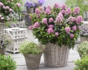 rośliny ozdobne - Escallonia PINK ELLE Eskalonia C3/20-30cm