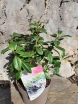 sadzonki - Escallonia PINK ELLE Eskalonia C3/20-30cm
