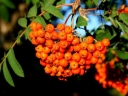 sklep ogrodniczy -  Jarząb pospolity odm. Businka (Sorbus aucuparia var. Businka)