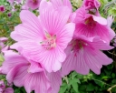 rośliny ogrodowe -  Ślazówka ROSEA Lavatera olbia /C2 *37T