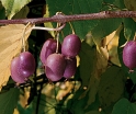 sklep ogrodniczy -  Actinidia arguta ANANASNAYA Kiwi żeńskie /C1 *14T