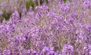 sklep ogrodniczy - Wierzbownica wąskolistna in.Wierzbownica kiprzyca Epilobium angustifolium /C1,5 *K16