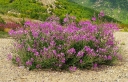 rośliny ozdobne - Wierzbownica wąskolistna in.Wierzbownica kiprzyca Epilobium angustifolium /C1,5 *K16