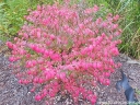 rośliny ozdobne -  Trzmielina LITTLE MOSES 'Odom' Euonymus alatus Płonący krzew C15/60-80cm *6