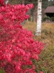 sadzonki - Trzmielina LITTLE MOSES 'Odom' Euonymus alatus Płonący krzew C15/60-80cm *6