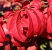 rośliny ozdobne - Trzmielina LITTLE MOSES 'Odom' Euonymus alatus Płonący krzew C15/60-80cm *6
