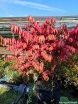 rośliny ogrodowe - Trzmielina LITTLE MOSES 'Odom' Euonymus alatus Płonący krzew C15/60-80cm *6