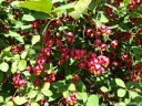 sadzonki -  Trzmielina płaskoogonkowa SANCHO na PNIU Euonymus planipes C5/Pa100cm *9