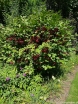 sklep ogrodniczy - Trzmielina płaskoogonkowa SANCHO na PNIU Euonymus planipes C5/Pa100cm *9