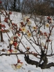 rośliny ozdobne - Morela japońska PENDULA Chińska śliwka Prunus mume C12/Pa100cm *K8