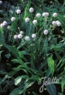 sadzonki - Czarcikęsik Kluka FROSTED PEARLS Succisella inflexa /C2 *T17