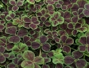 sadzonki -  Koniczyna biała ATROPURPUREUM Trifolium repens /C2