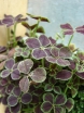 rośliny ogrodowe - Koniczyna biała ATROPURPUREUM Trifolium repens /C2
