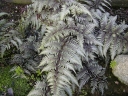 sadzonki - Wietlica japońska SILVER FALLS Athyrium niponicum Paproć /C3 *16