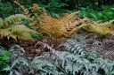 sklep ogrodniczy - Wietlica japońska SILVER FALLS Athyrium niponicum Paproć /C3 *16