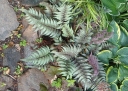 rośliny ozdobne - Wietlica japońska SILVER FALLS Athyrium niponicum Paproć /C3 *16