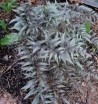 sadzonki - Wietlica japońska SILVER FALLS Athyrium niponicum Paproć /C3 *16