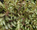 sadzonki - Wietlica japońska SILVER FALLS Athyrium niponicum Paproć /C3 *16