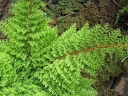 rośliny ozdobne - Paprotnik szczecinkozębny Polystichum setiferum /C3