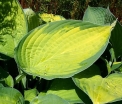 rośliny ogrodowe -  Hosta GREAT EXPECTATIONS Funkia /C2 *5
