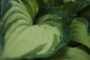 sklep ogrodniczy - Hosta GREAT EXPECTATIONS Funkia /C2 *5
