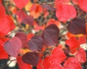 rośliny ogrodowe -  Judaszowiec kanadyjski RED FORCE® (‘Minrouge3’) Cercis canadensis C4/1-1,2m *K8