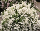 rośliny ozdobne -  Żylistek karłowy YUKI SNOWFLAKE Deutzia C5/20-40cm*21K