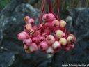 rośliny ozdobne - Jarząb pospolity odm. Coral Pink (Sorbus aucuparia) C5/1,5m