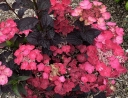 sadzonki -  Hortensja piłkowana DAREDEVIL® 'JPD01' Hydrangea serrata /C4 *T53