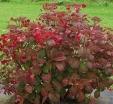 rośliny ogrodowe - Hortensja piłkowana DAREDEVIL® 'JPD01' Hydrangea serrata /C4 *T53