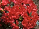 sklep ogrodniczy -  Rhododendron repens SCARLET WONDER C3/20cm *20K