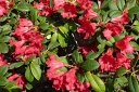 sadzonki - Rhododendron repens SCARLET WONDER C3/20cm *20K