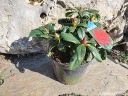 sklep ogrodniczy - Rhododendron repens SCARLET WONDER C3/20cm *20K