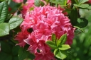 sklep ogrodniczy - Azalia HOMEBUSH na PNIU Rhododendron C6/Pa60(100) *K6