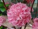 rośliny ogrodowe - Azalia HOMEBUSH na PNIU Rhododendron C6/Pa60(100) *K6
