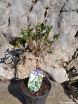 rośliny ogrodowe - Azalia SCHNEEPERLE na PNIU Rhododendron C2/Pa30cm *20