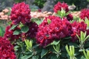 rośliny ogrodowe -  Różanecznik VULCAN Rhododendron C4/30-40cm *20