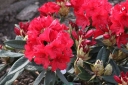 rośliny ogrodowe - Różanecznik VULCAN Rhododendron C4/30-40cm *20