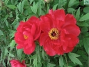 sklep ogrodniczy -  Piwonia drzewiasta TAIYO (czerwona) Peonia suffruticosa /C3 *9