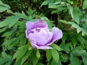 rośliny ozdobne -  Piwonia drzewiasta KAMATA FUJI (lawendowa) Paeonia suffruticosa /C3 *9