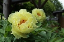 rośliny ozdobne -  Piwonia drzewiasta OUKAN (żółta) Paeonia suffruticosa /C3 *6-O