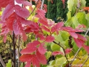 sadzonki - Jarząb pospolity odm. Granatnaja (Sorbus aucuparia) C7,5/150cm *K6